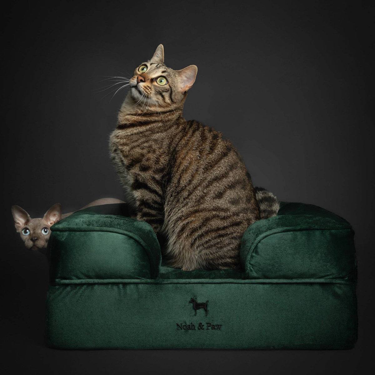 Velvet Orthopedic Pet Bed, Cooling Gel Memory Foam: S [20*15*8] / Brown