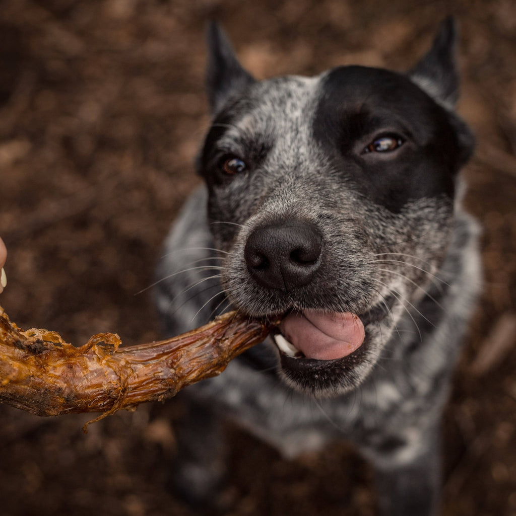 Skinless Turkey Neck | All-Natural Dog Chew