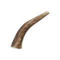 Natural Elk Antlers - Whole: Large Whole