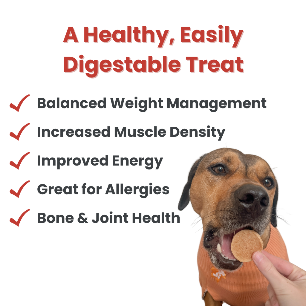 Chicken Chips Healthy Dog Snack Pack Bundle (24 pack): Pack of 24