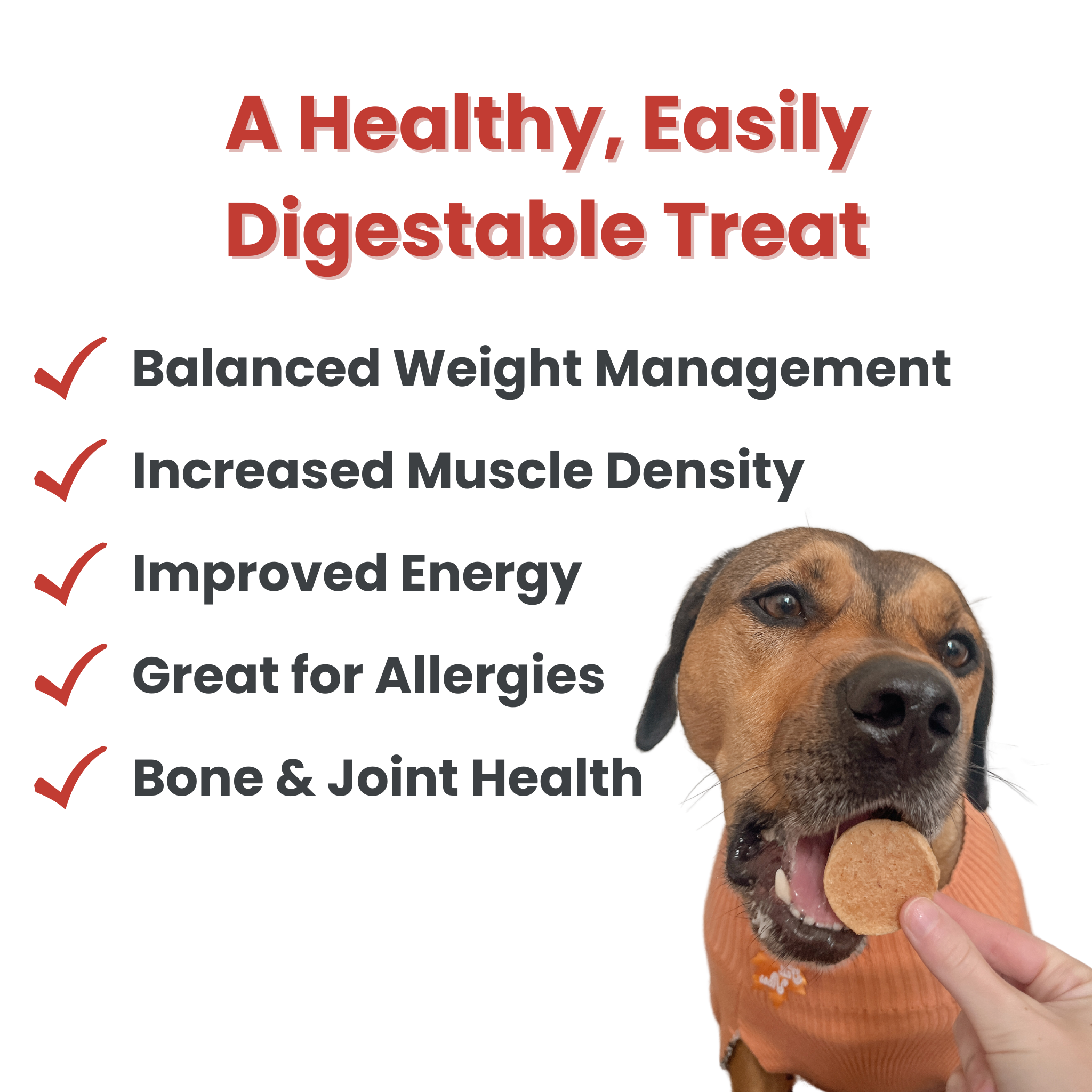 Beef Chips Healthy Dog Snack Pack Bundle | 24 Pack