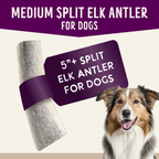 Natural Elk Antlers - Whole: Small Whole