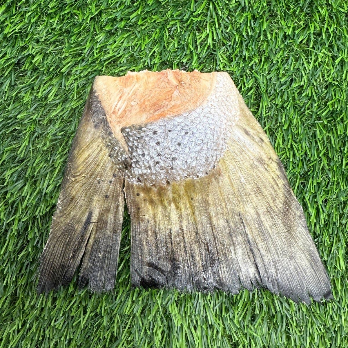 Freeze-Dried Salmon Tails Treat/Chew for Dogs - Bulk: 1 Salmon Tail - Unwrapped