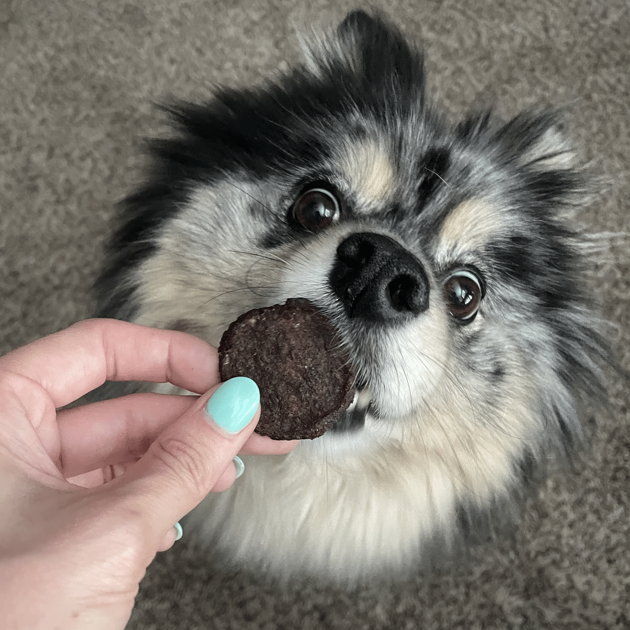 Beef Chips Dog Treats | 4 oz