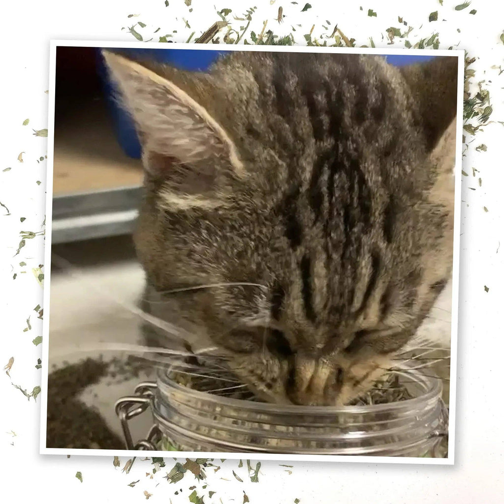 Meowijuana® Jar of Catnibas® Catnip Lemongrass Pawty Mix
