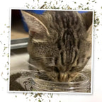 Meowijuana® Jar of Catnibas® Catnip Lemongrass Pawty Mix