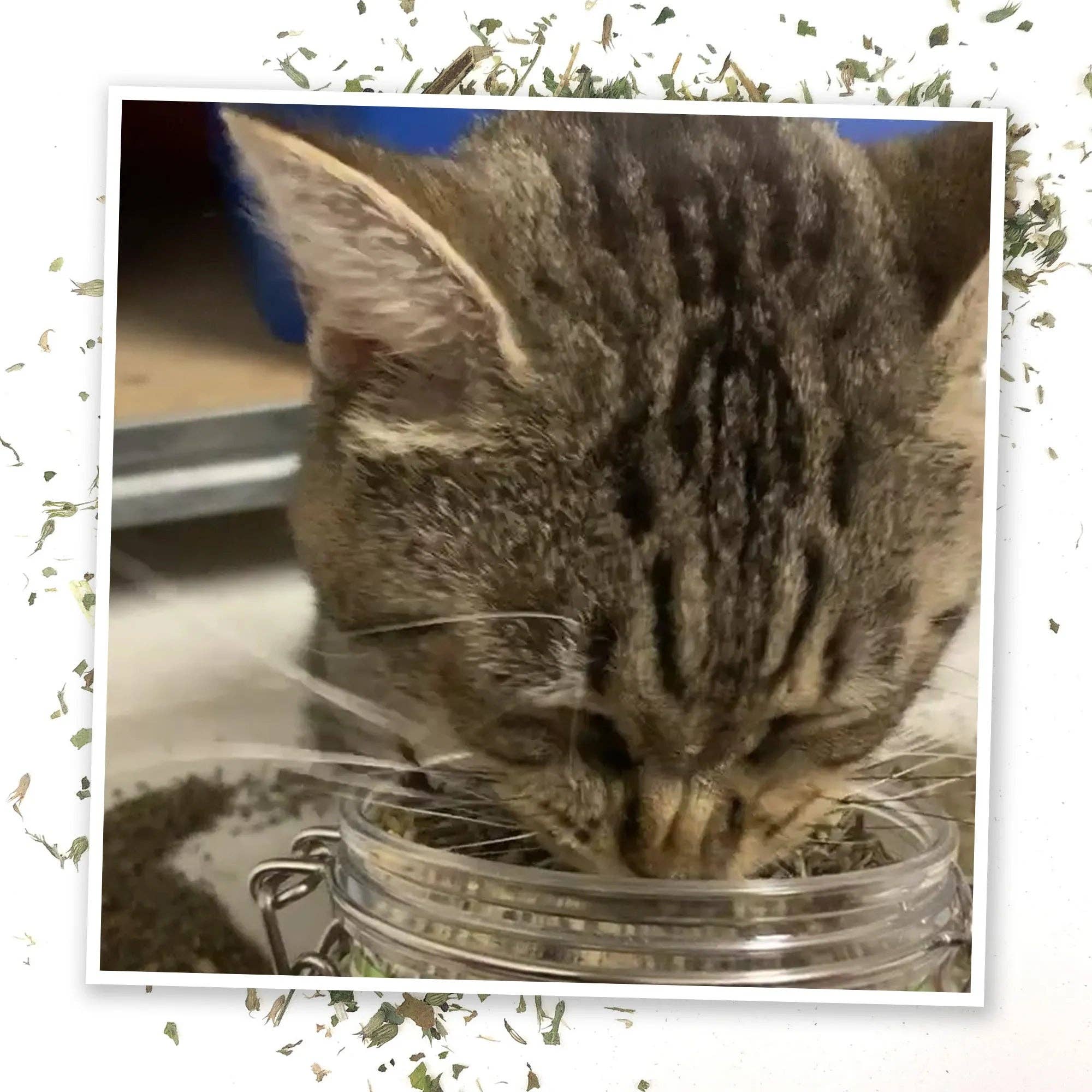 Meowijuana® Jar of Catnibas® Catnip Lemongrass Pawty Mix