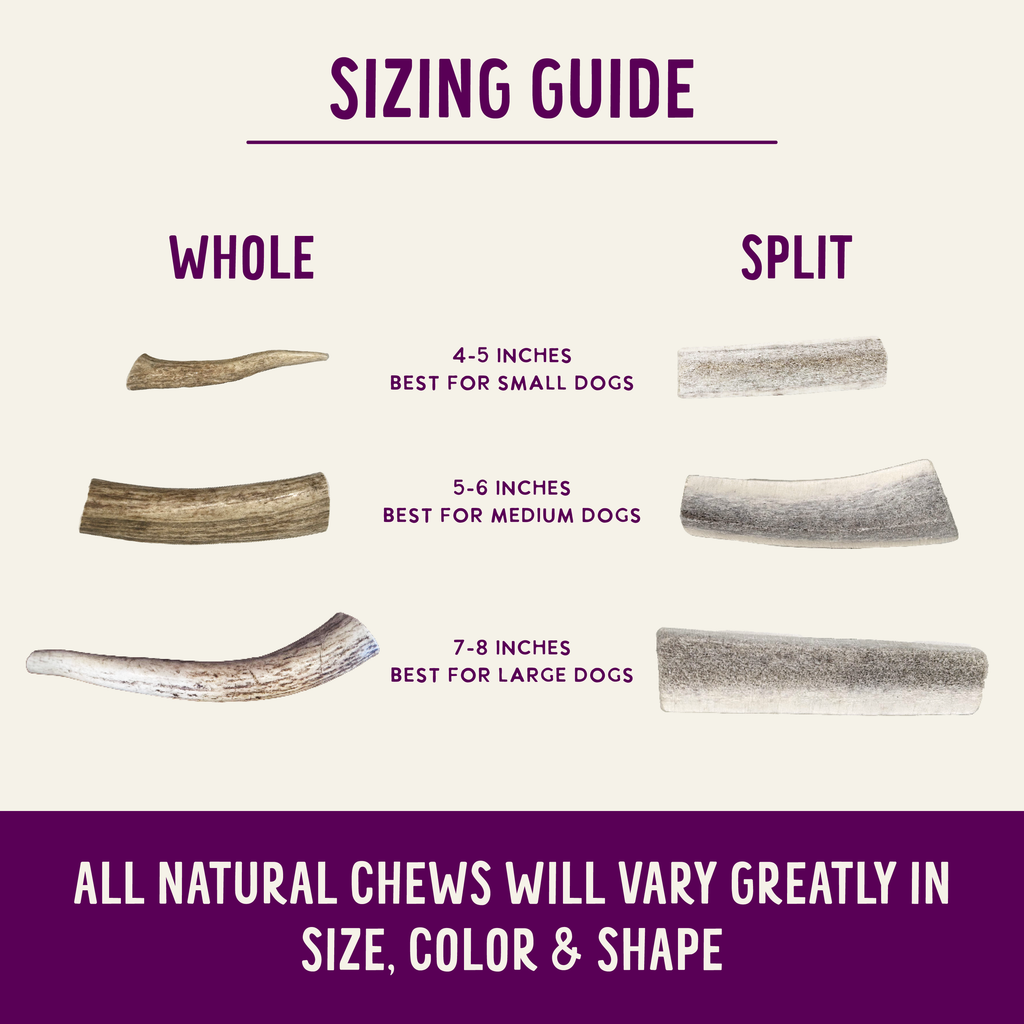 Natural Elk Antlers - Whole: Large Whole