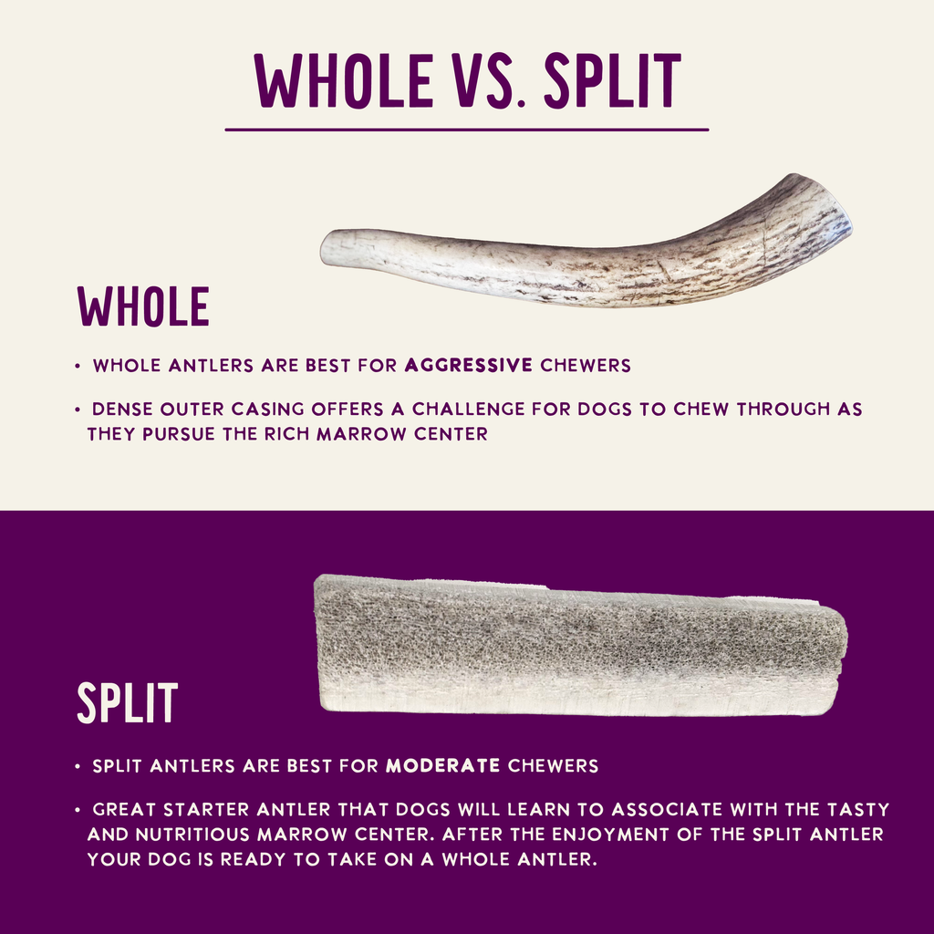Natural Elk Antlers - Whole: Small Whole
