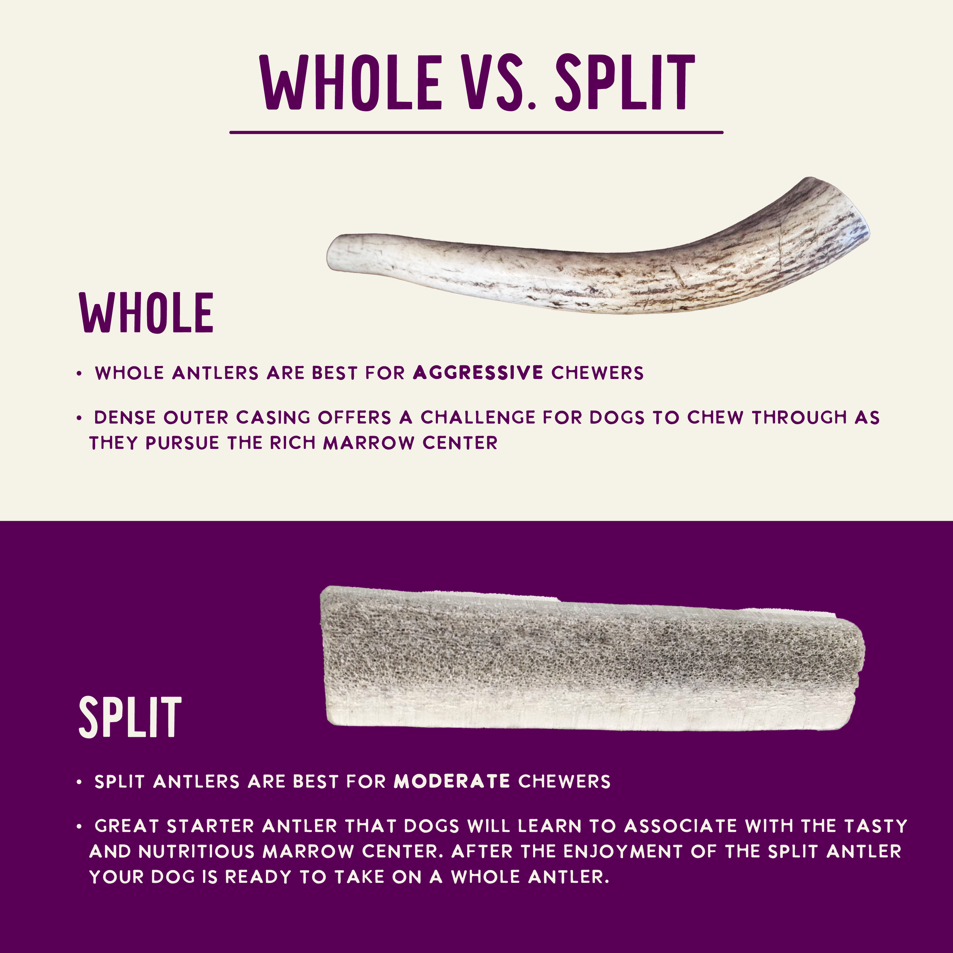 Natural Elk Antlers - Whole: Small Whole