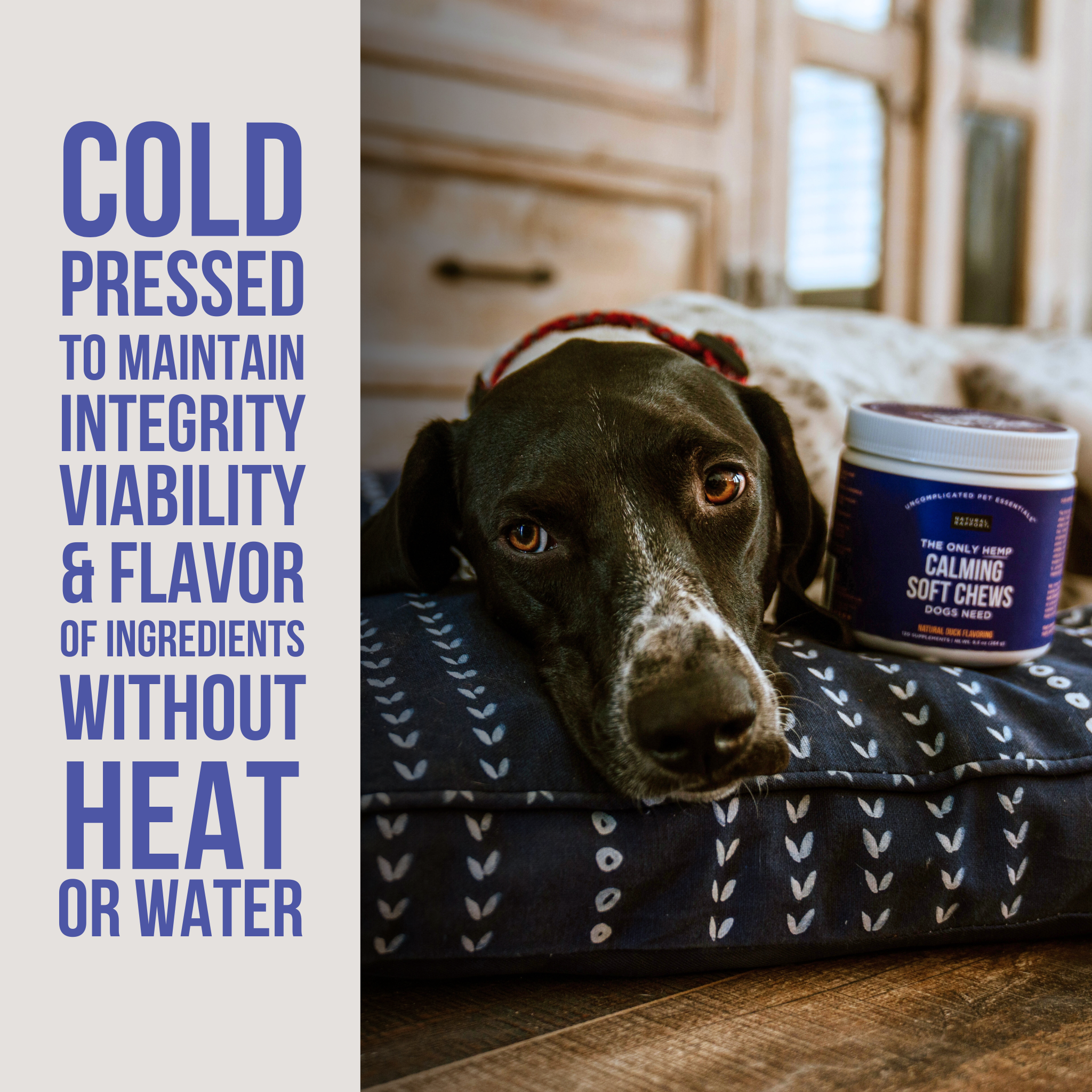 The Only Hemp Calming Soft Chews Dogs Need: 12 count pouch