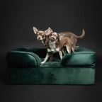 Velvet Orthopedic Pet Bed, Cooling Gel Memory Foam: S [20*15*8] / Brown