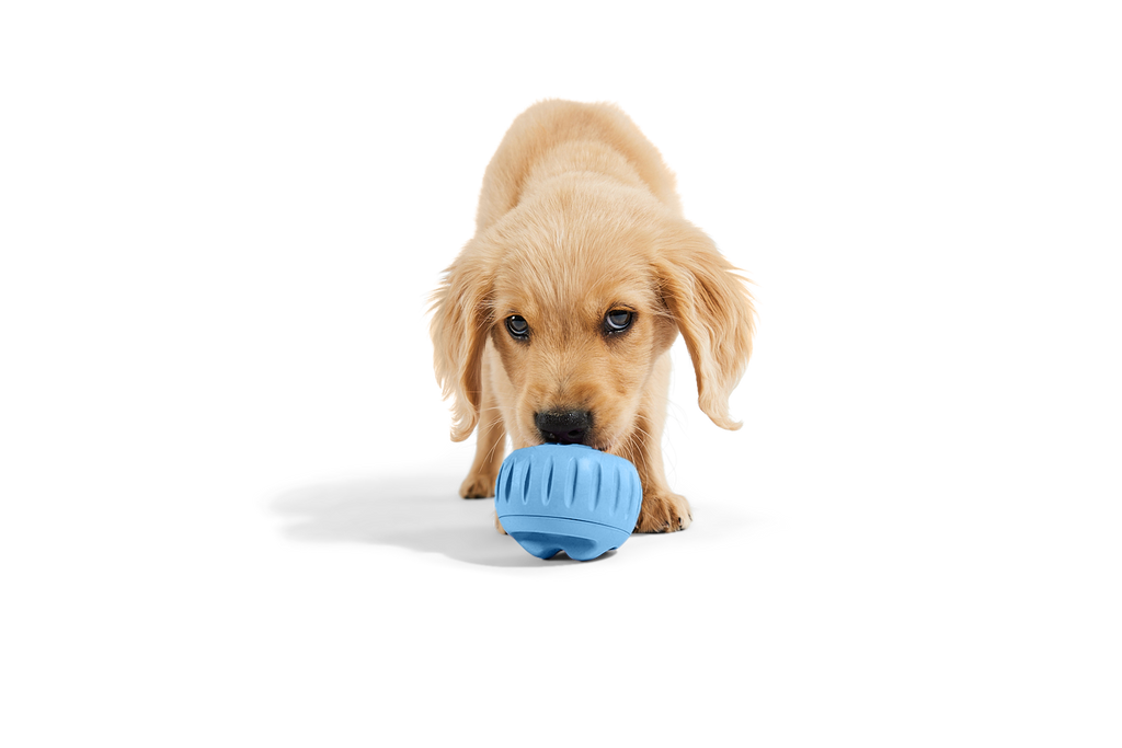 The Pupsicle - Wholesale Exclusive Color: X-Large