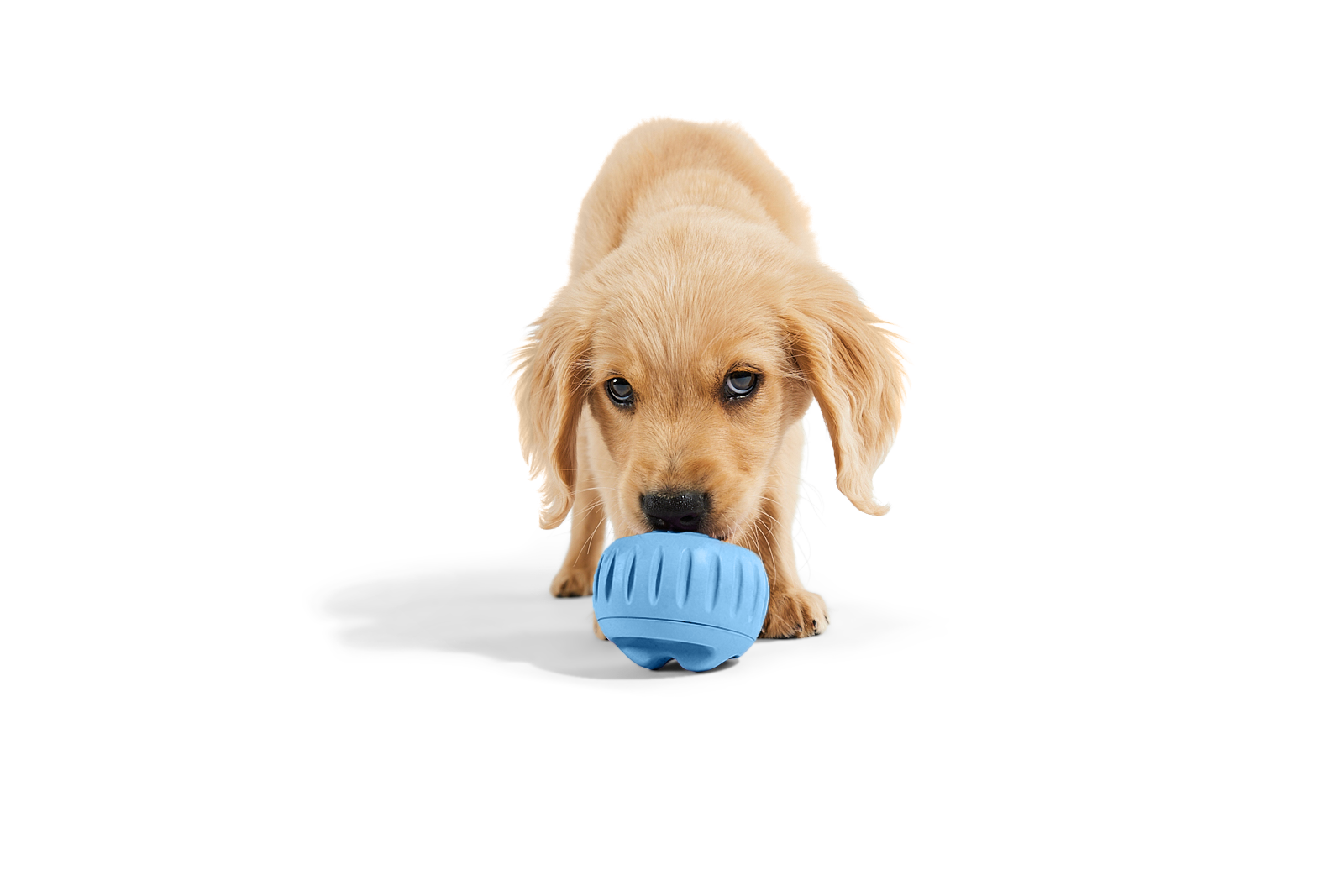 The Pupsicle - Wholesale Exclusive Color: X-Large