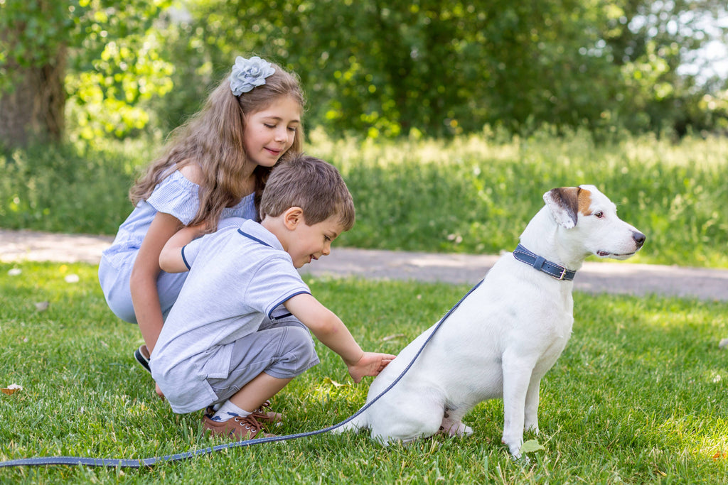 Pro Leather Dog Leash | Bark Brown | Large