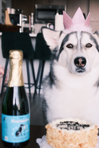 Pawsecco Dog Prosecco | 375mL