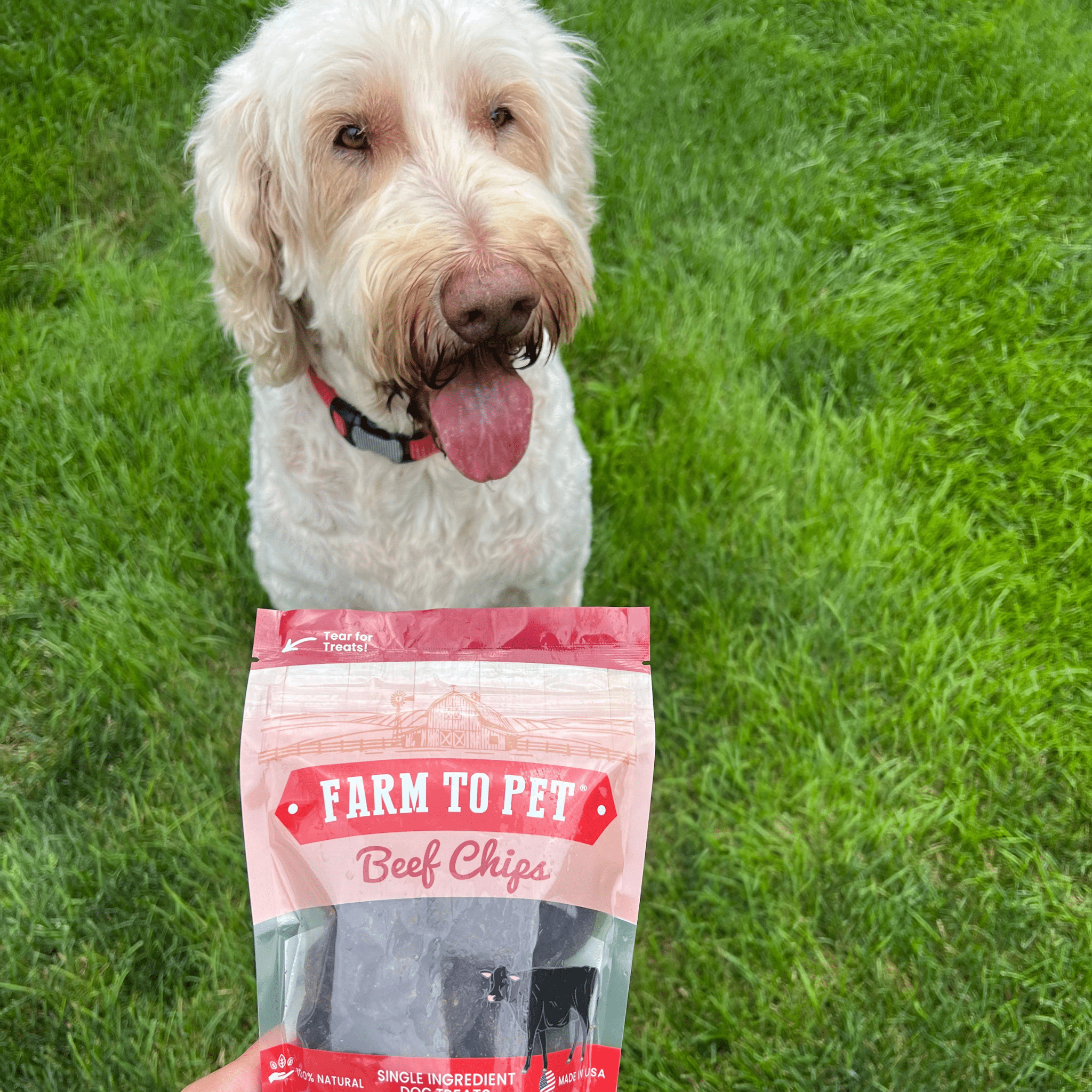 Beef Chips Dog Treats | 4 oz