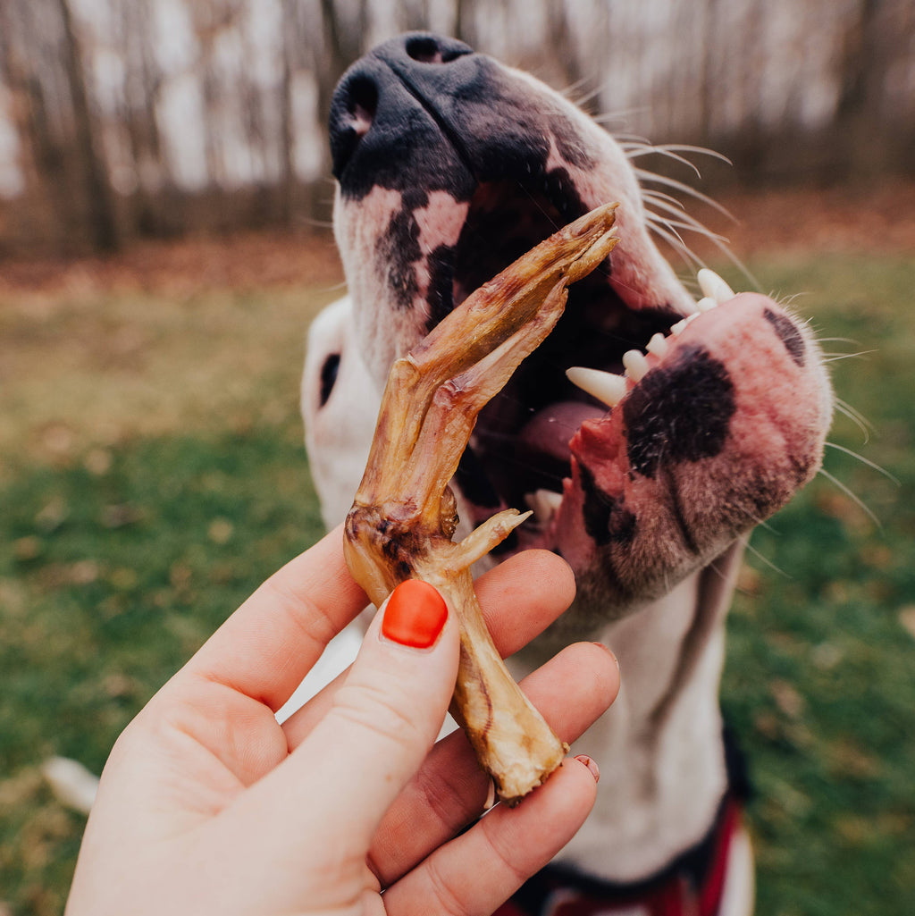 Duck Foot | All-Natural Dog Chew