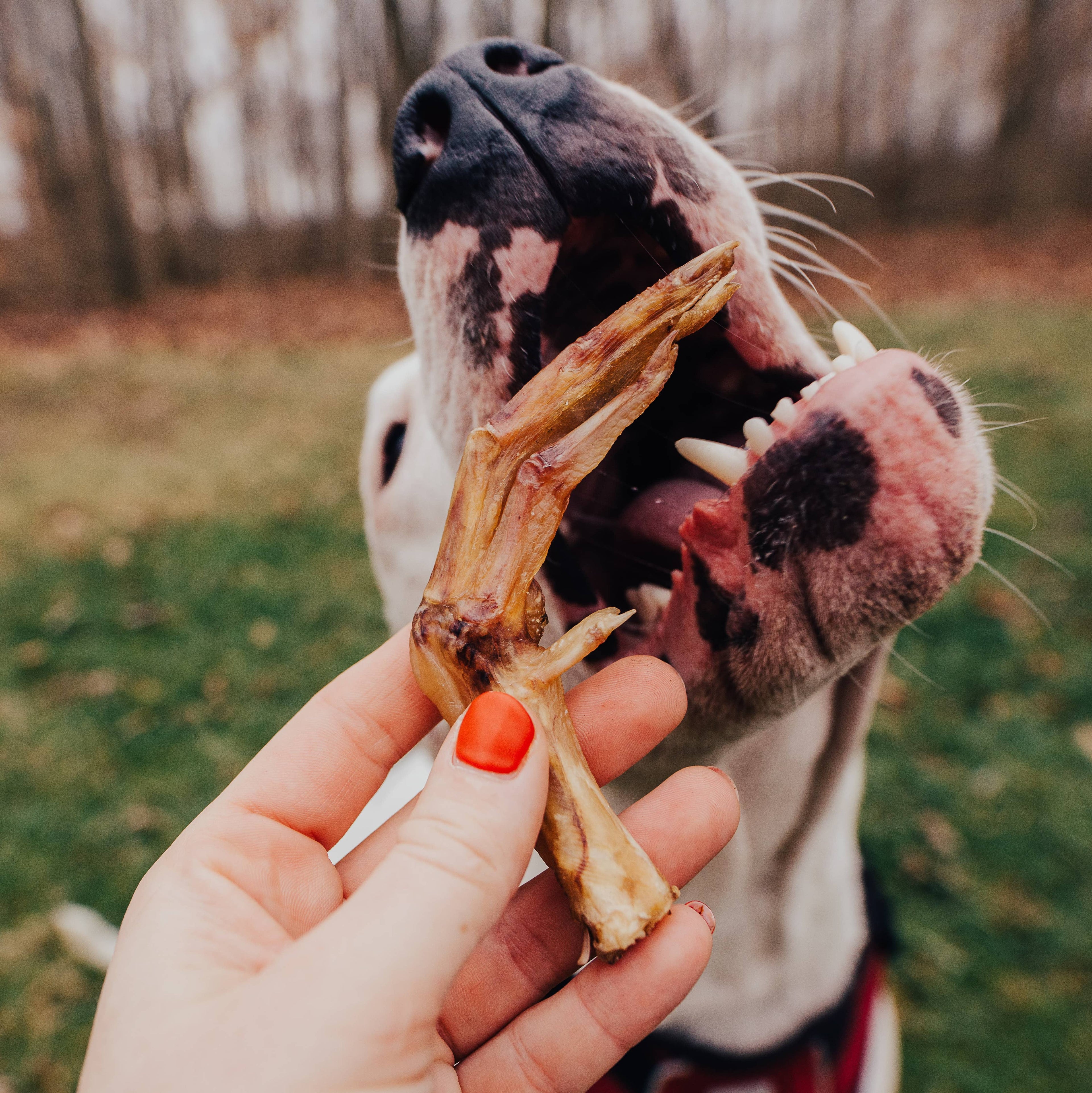 Duck Foot | All-Natural Dog Chew