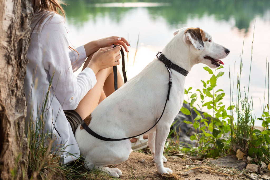 Celtic Style Leather Dog Collar | Tan | XS