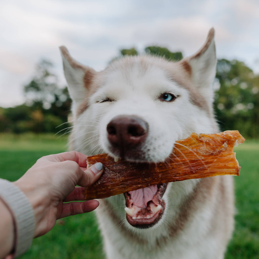 Beef Back Strap Chew | Large | All-Natural Dog Chew