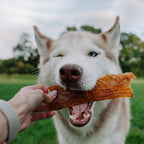Beef Back Strap Chew | Large | All-Natural Dog Chew