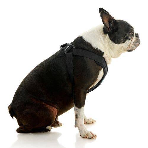 #04234 - Comfort X Step In Lite Harness: Pink / X-Large Chest (22-28")