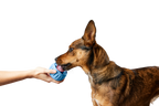 The Pupsicle - Wholesale Exclusive Color: X-Large