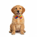 Equality Bow Tie | Small